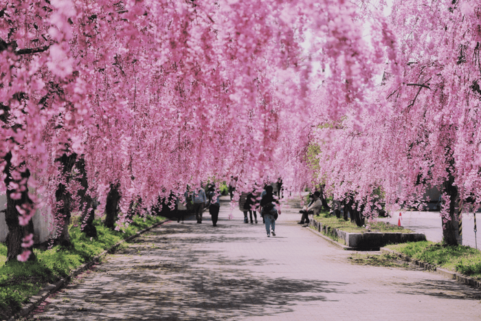 Hoa Sakura Nhật Bản, Shidarezakura