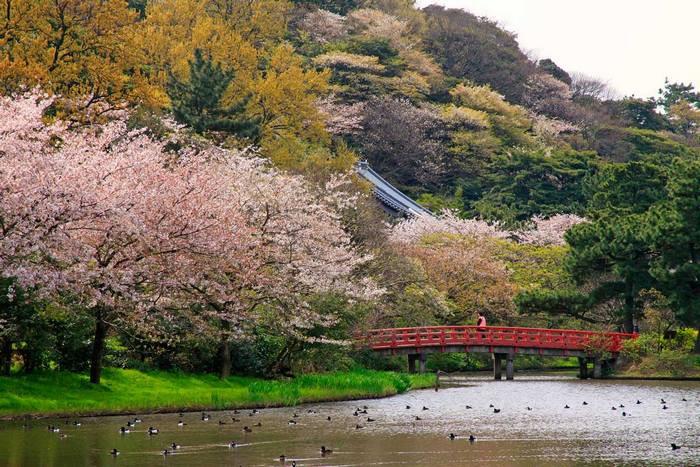 Hoa anh đào ở Kanagawa, Công Viên Sankei-en