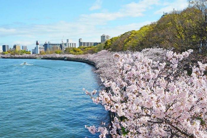 Công viên Kema Sakuranomiya,Hoa anh đào ở Osaka