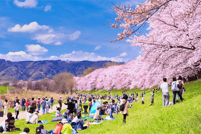 Lễ hội hoa anh đào Nhật Bản, Hanami