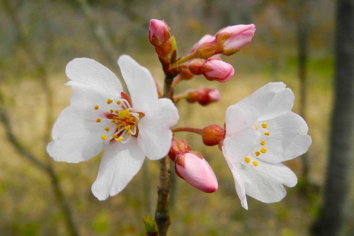 Hoa Sakura Nhật Bản, Somei Yoshino