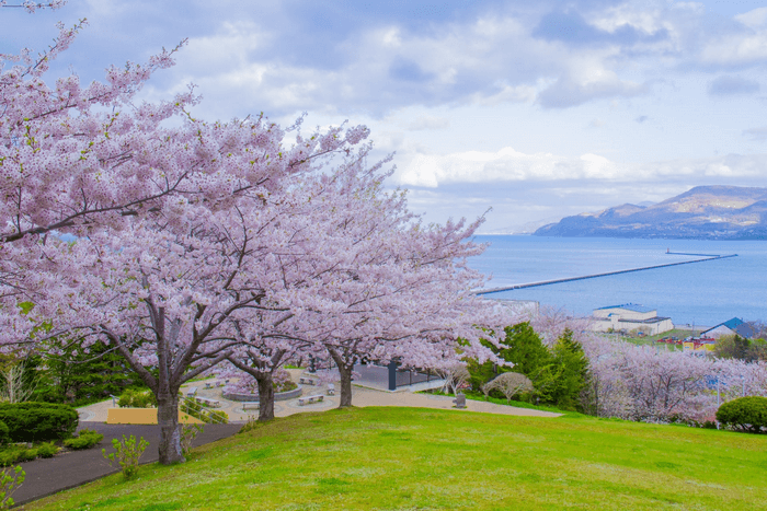 lịch trình ngắm hoa anh đào Nhật Bản tại Hokkaido