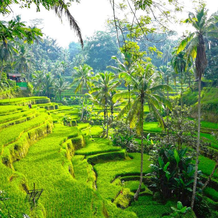 Khám phá vẻ đẹp thanh bình của ngôi làng Ubud