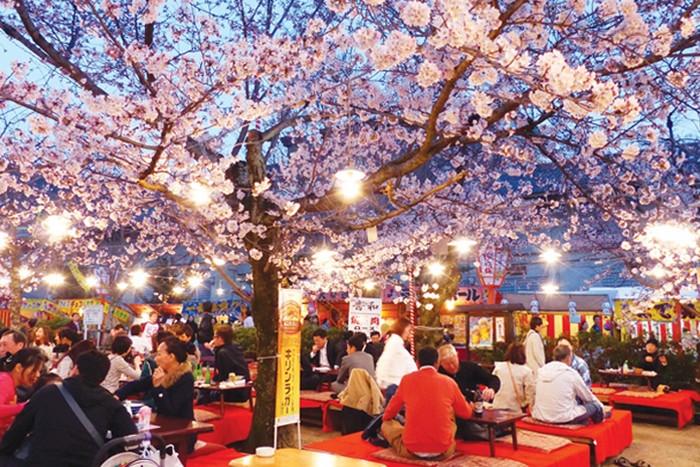 lễ hội Hanami ngắm hoa anh đào