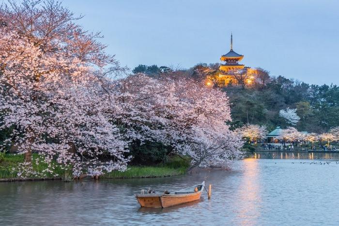 Hoa anh đào ở công viên Sankeien