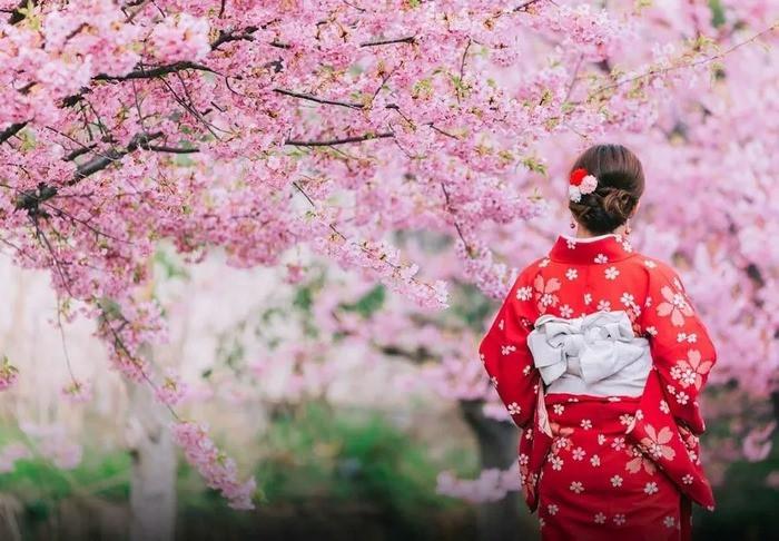 Mặc kimono ngắm hoa anh đào