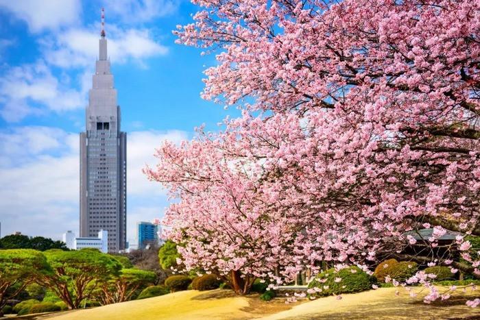 Hoa anh đào ở Shinjuku Gyoen