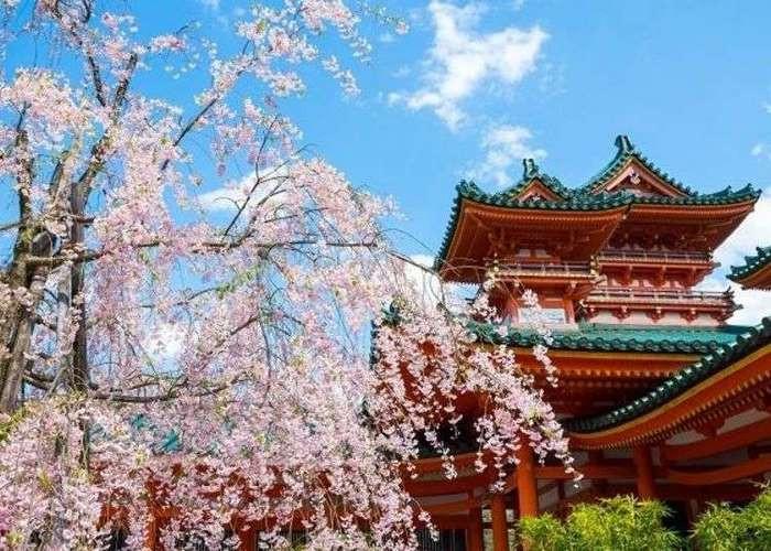 Hoa anh đào ở chùa Heian Jingu