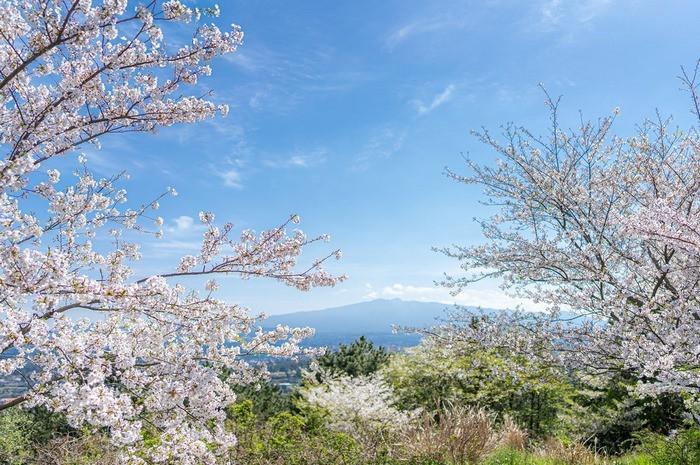 Hoa Anh Đào Trên Đảo Jeju, hoa anh đào hàn quốc