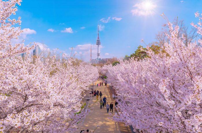 Công viên Namsan, hoa ah đào Hàn Quốc