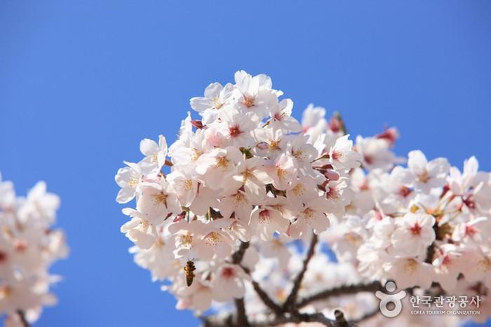 King Cherry Blossom, hoa anh đào hàn quốc