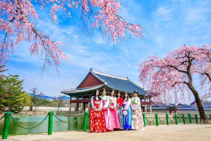 Thuê Hanbok check-in cùng hoa anh đào Hàn Quốc, tour anh đào Hàn quốc