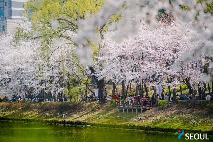 Lễ hội hoa anh đào ở hồ Seokchon, lễ hội hoa anh đào hàn quốc