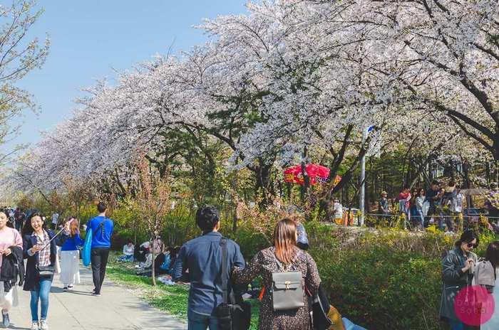 Công viên Yeouido,Hoa Anh Đào Ở Seoul