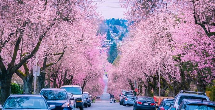 hoa anh đào canada