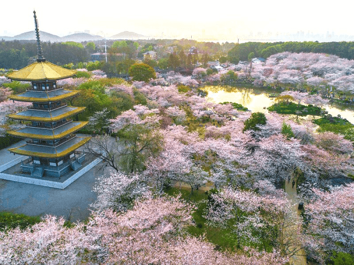 hoa anh đào trung quốc