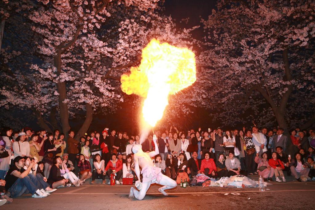 lễ hội hoa anh đào công viên sông hàn yeouido