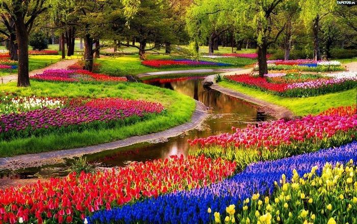 Rực rỡ hoa Tulip ở vườn Keukenhof Hà Lan