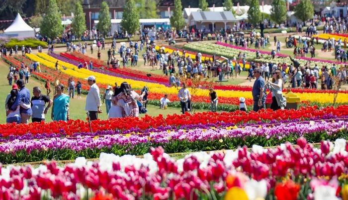 Lễ hội hoa Tulip ở Hà Lan