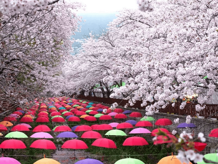 lễ hội hoa anh đào gyeongju hàn quốc