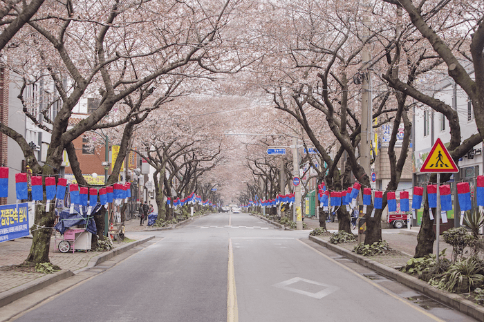 đảo jeju mùa hoa anh đào