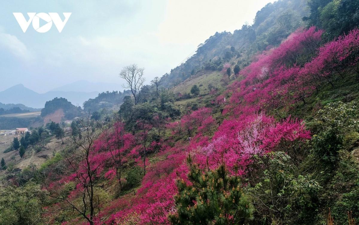 Hoa đào Lạng Sơn