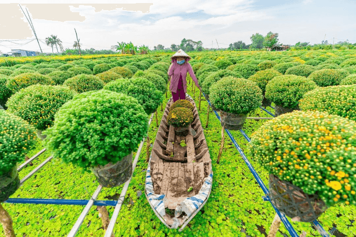 làng hoa sa đéc