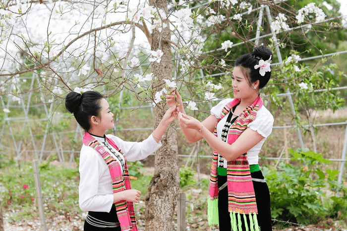 hoa ban yên bái