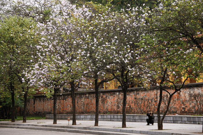 hoa ban hà nội