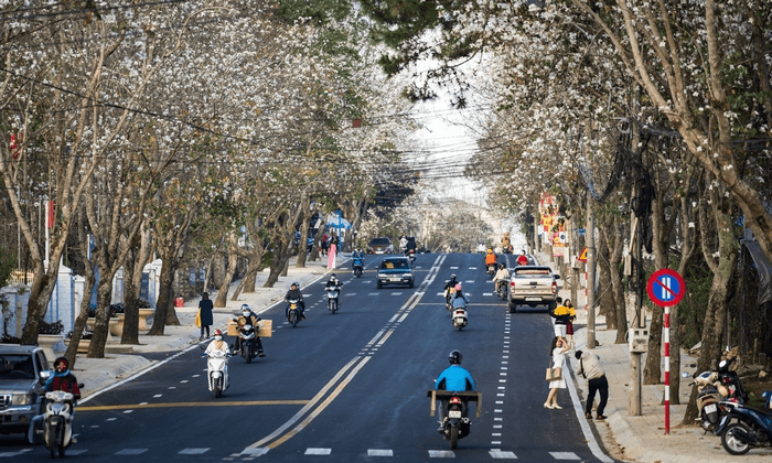 hoa ban đà lạt