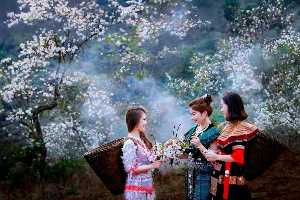 mùa hoa ban điện biên