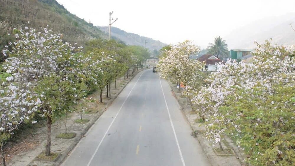 thị xã mường lay mùa hoa ban