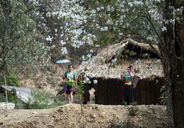 mùa hoa ban điện biên, địa điểm ngắm hoa ban điện biên đẹp nhất