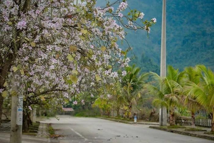 mùa hoa ban điện biên, địa điểm ngắm hoa ban điện biên đẹp nhất