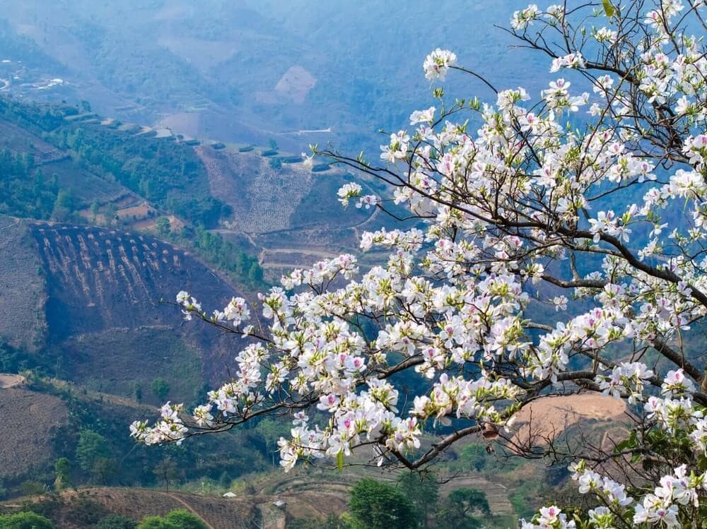 hoa ban điện biên