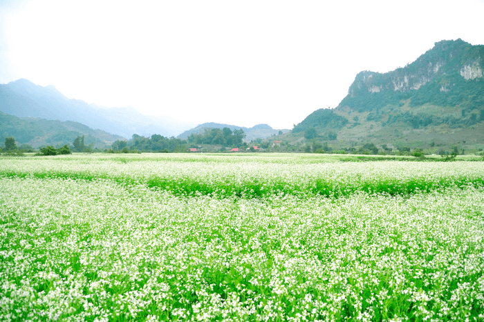 Hoa cải bản Pa Phách