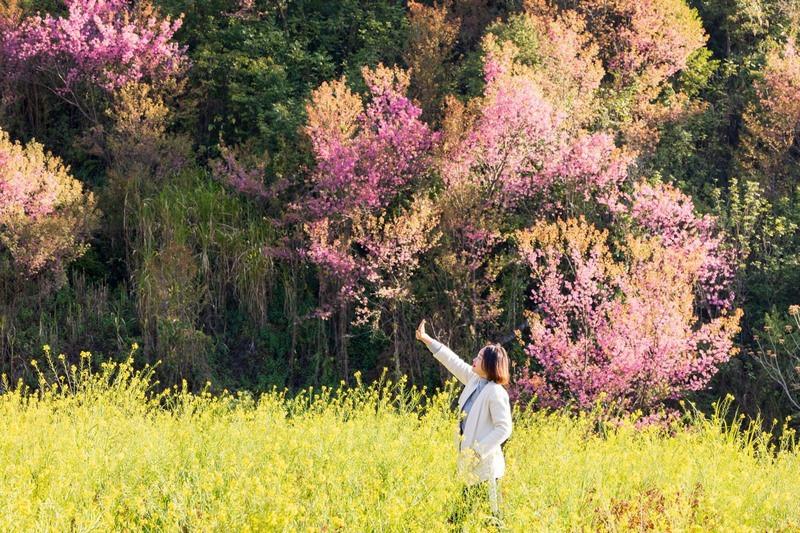 tour du lịch Yên Bái mùa xuân