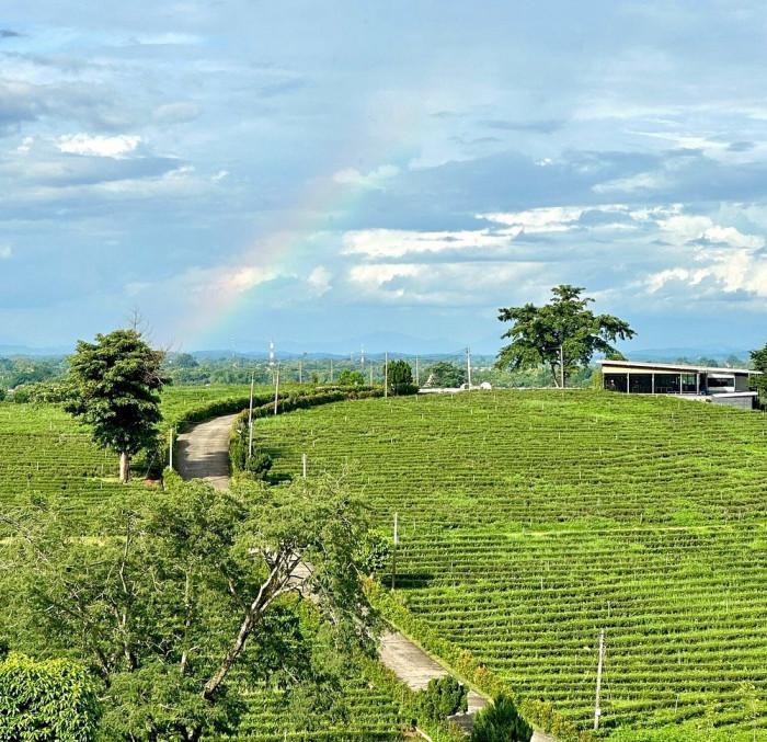 tham quan Đồi chè Choui Fong