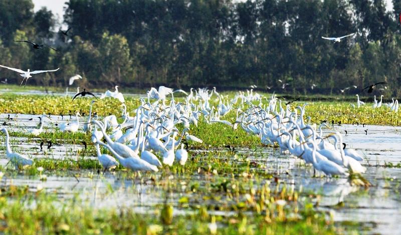 Du lịch Long An, tour miền tây, tour trong nước