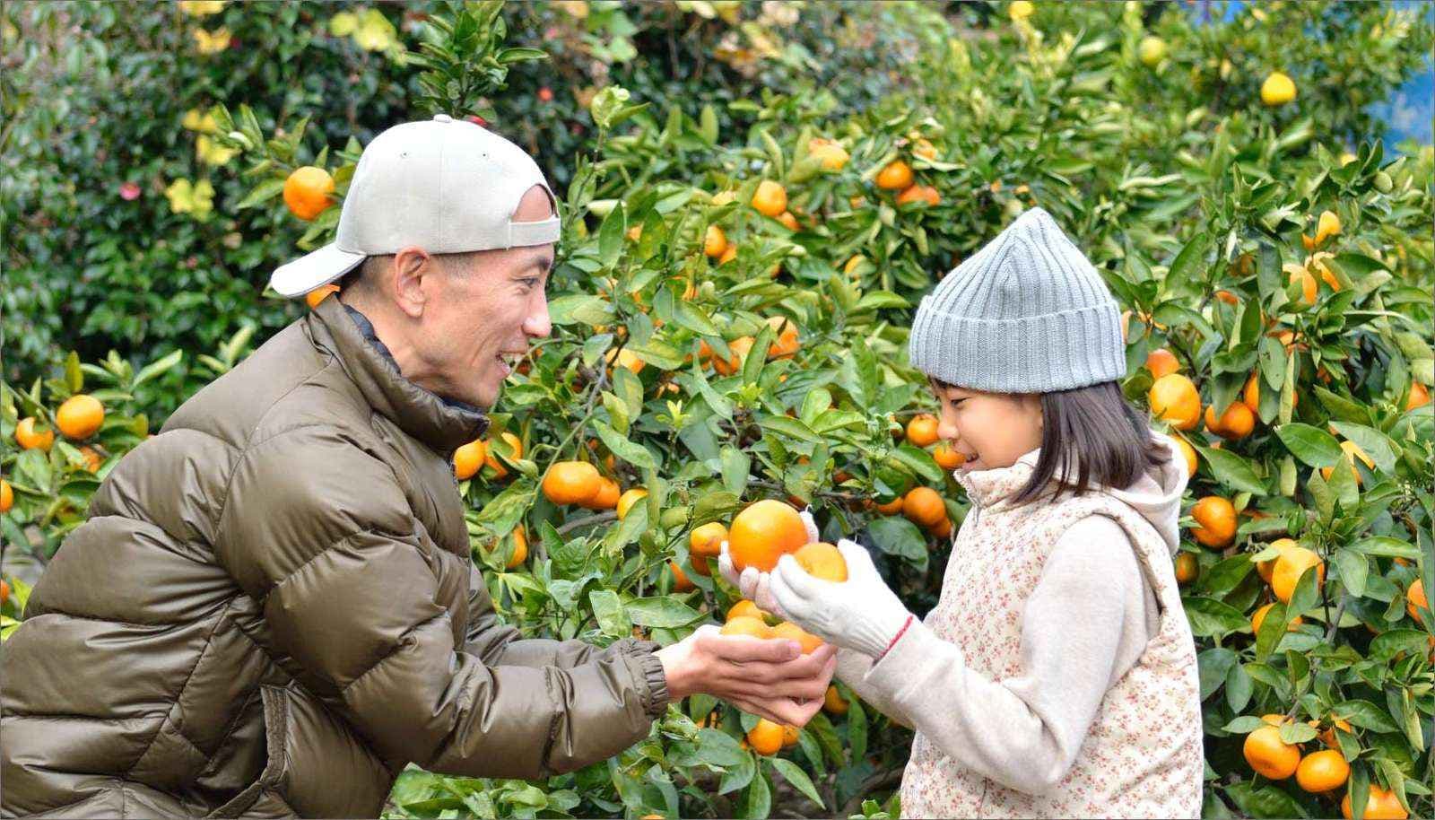 Trải nghiệm hái trái cây tại vườn theo mùa, Tour Tokyo – Yamanashi – Núi Phú Sĩ – Nagoya – Kyoto – Osaka – Kansai