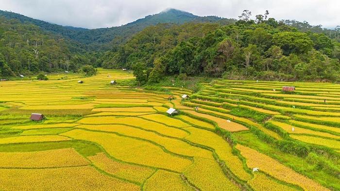 mua lúa chín tại măng đen