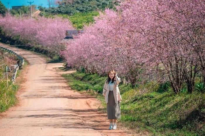 mùa hoa anh đào tại măng đen