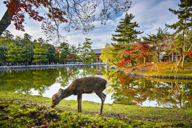 nara park