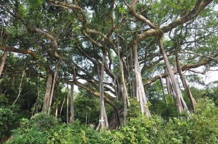 nguồn gốc cây đa ngàn năm tuổi ở sơn trà