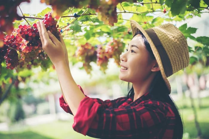 Vườn nho Thái An, Ninh Thuận