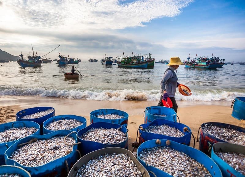 Ngư dân làng chài Nhơn Lý đang kéo lưới và thu hoạch hải sản