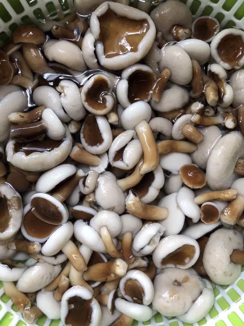 Nấm tràm Phú Quốc