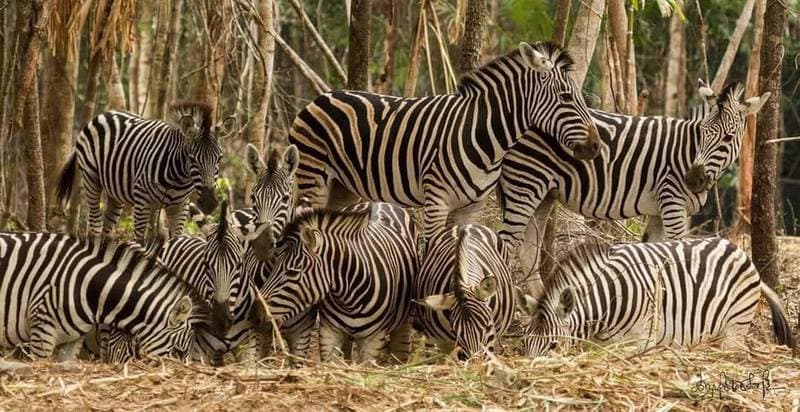 ngựa vằn safari phú quốc