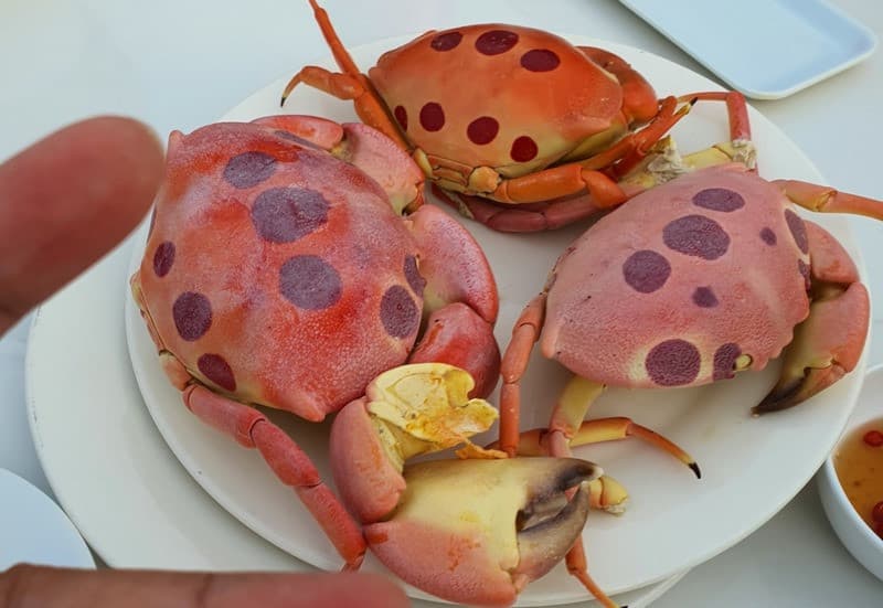 Thưởng thức cua mặt trăng Bình Thuận