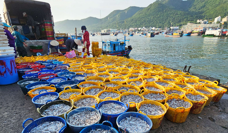 cảng cá vĩnh trường